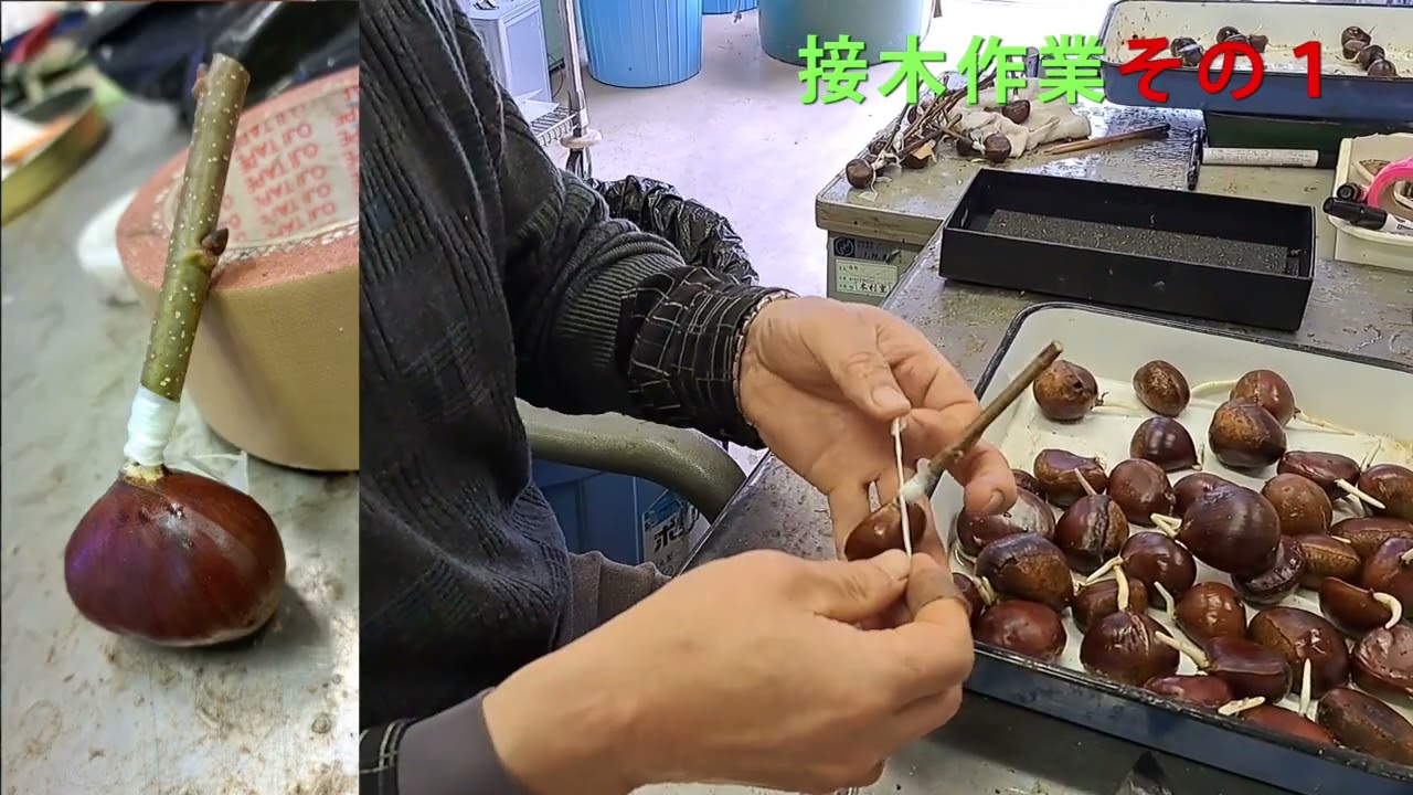 Fun Forestry Series (2023, Chestnut Grafting) - YouTube
