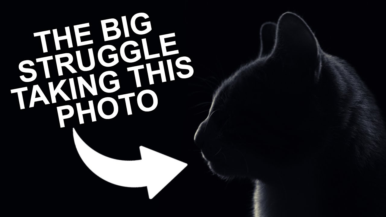 HOW TO bring your CAT to POSE for Dynamic & Unique Portraits 