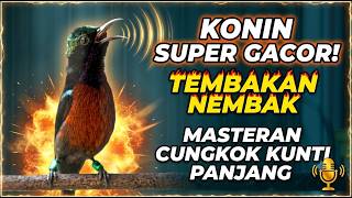 Pancingan Konin Macet Bunyi Jadi Gacor - Masteran Tembakan Cungkok Kunti Paling Ampuh