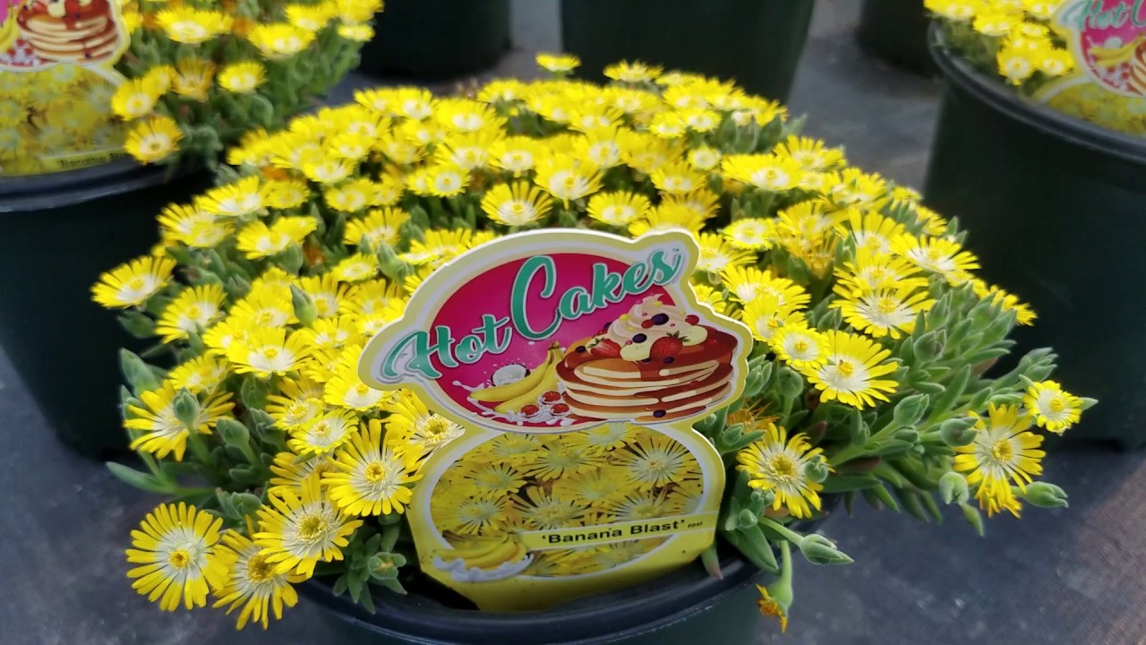 Delosperma Hotcakes® 'Banana Blast' (Ice Plant) // Bright, Colorful Groundcover.