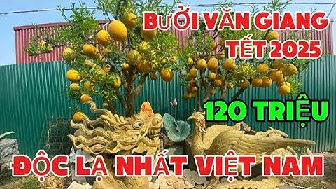 Bưởi Độc Lạ Nhất Văn Giang 120 Triệu /1 Cây- Giá Bưởi Tết 2015