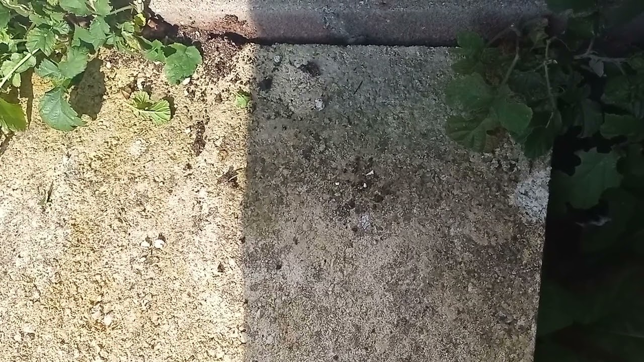 Environmental Change. No Birds Equals More Insects. Rats Are Thriving.