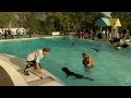 Doggy Day At The Public Pool Is Adorable - Video