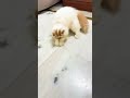 Persian cat#race