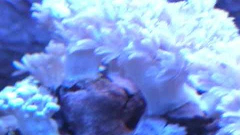 Pulsing Pom-Pom Xenia Coral