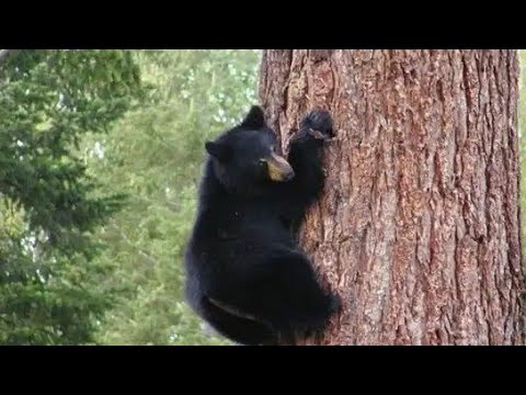 वीडियो: क्या भालू पेड़ों पर लटकते हैं?