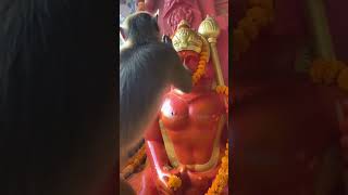 Celebrity Jai Hanuman! The Monkey’s Divine Offering Profile