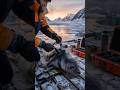 They Put a GoPro on a Seal in Antarctica 🦭 #oceanmystery #hiddentreasure #deepseadiscovery #ocean