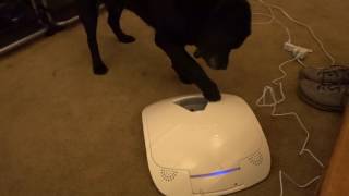 FeedAndGo - Sneakers first go at it