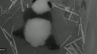 BABY PANDA'S FIRST STEPS - BBC NEWS BABY PANDA'S FIRST STEPS - BBC NEWS