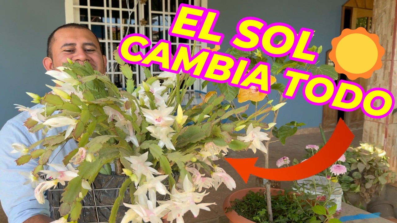 El secreto del sol perfecto 🌱 Tipos de plantas y cómo abonarlas para más flores #plantas #flores