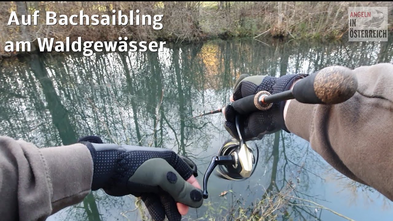 🐟Angeln auf Bachsaibling am Waldgewässer🐟 / Angeln in Österreich