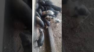 Ecopig Scientific Breeding Farm12