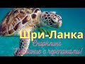 Шри Ланка.  Снорклинг. Плавание с черепахами!