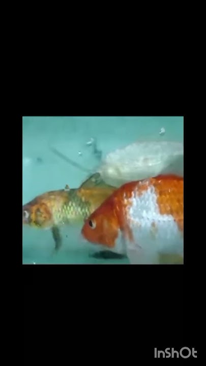 fish-shopping-near-me-fish-aquriam-trending-viralvideo-91