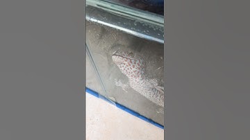 Tắc kè táp mồi #gecko #animals #reptiles #pets #animal #reptile #cute #kucing @pineapple8586