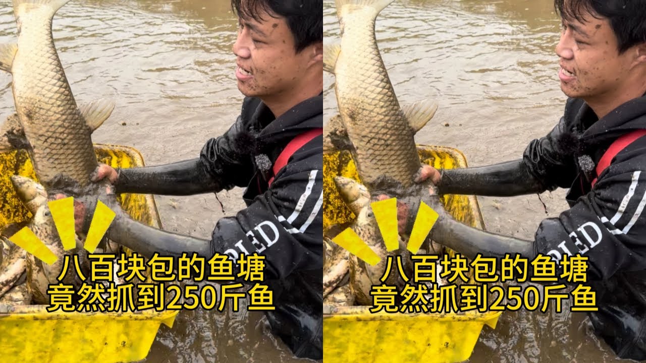 花800元包下老爷爷的鱼塘，没想到里面有200多斤鱼？