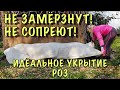 УКРОЙТЕ ТАК РОЗЫ и ЗАБУДЬТЕ про них ДО АПРЕЛЯ!