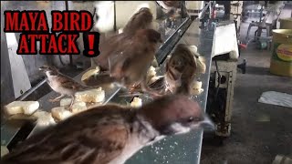 Maya Bird Attack Their Favorite Food Philippine Sparrow Youtube