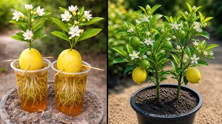 Growing a Lemon Tree from Fruit Using Aspirin, Coffee & Pepsi | Unique Experiment |