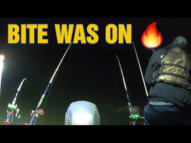 catching tons of catfish below watts bar dam 
