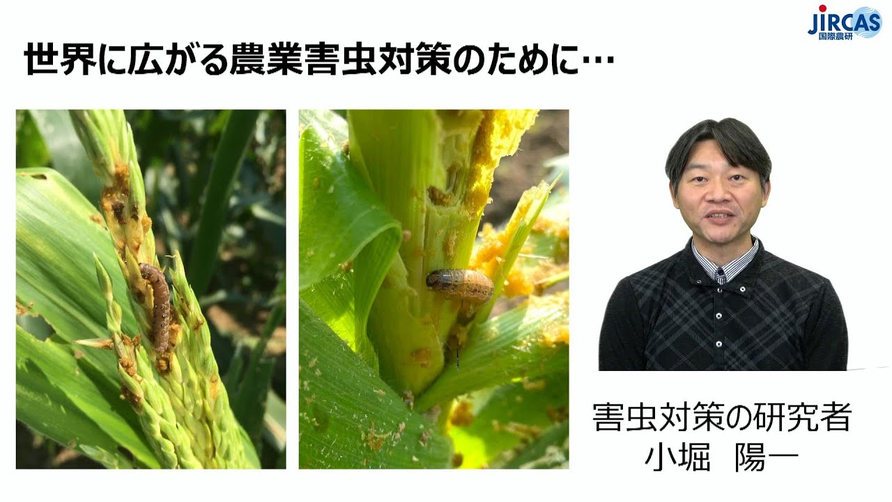 世界に広がる農業害虫対策のために… - YouTube