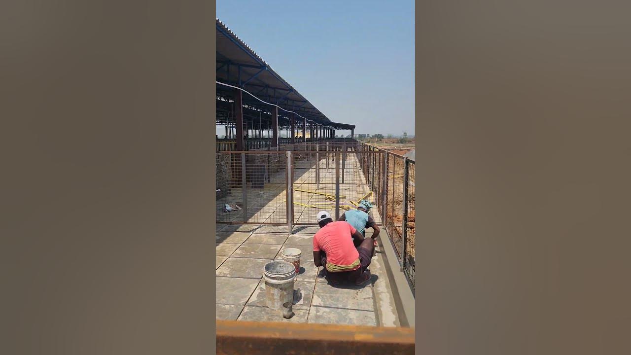 biggest-pig-farm-in-odisha-hugepigfarm-piggerybusiness-youtube