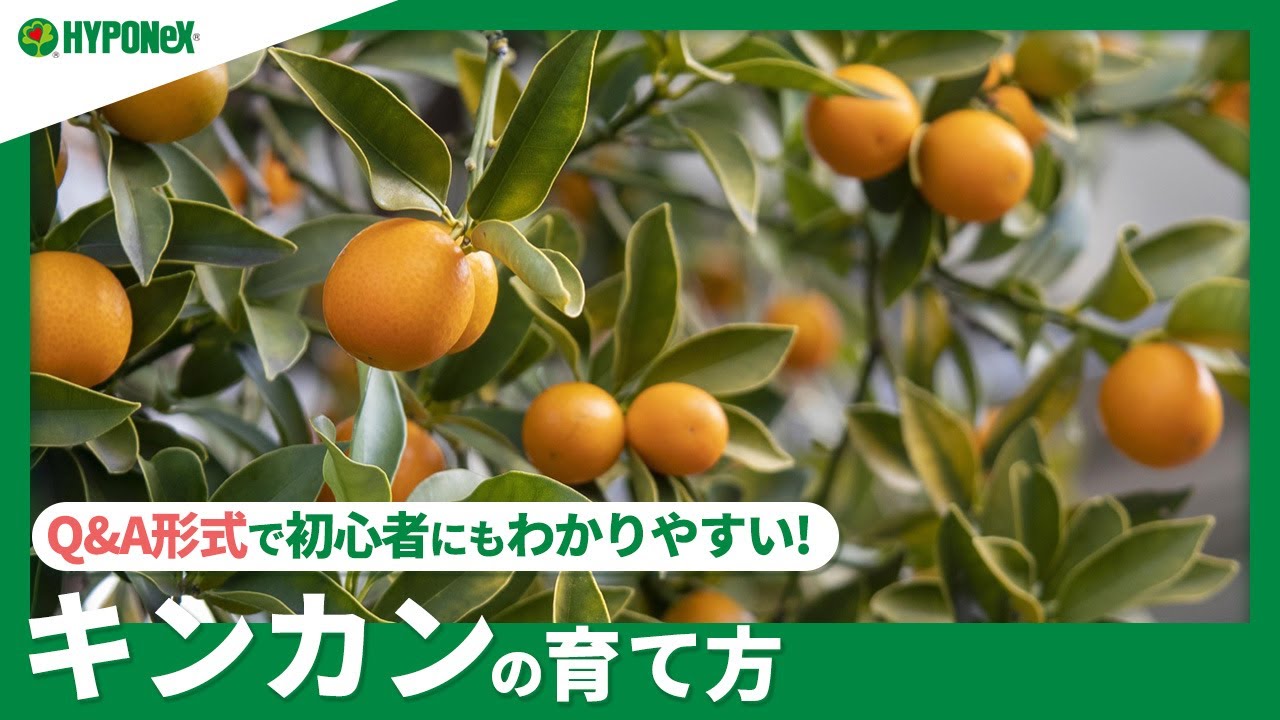 154 キンカンの育て方 剪定や摘果の方法は 水やりや肥料など日々の管理をご紹介 Plantiaq A 植物の情報 育て方をq A形式でご紹介 Youtube