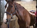 Equine Sports Massage Association - Massage Techniques