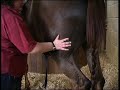 Equine Sports Massage Association - Massage Techniques