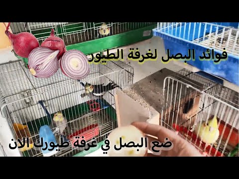 أيها المربي ضع البصل في غرفة طيورك !