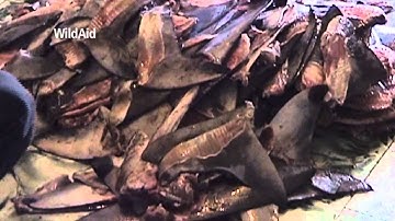 JAWStory - Save The Sharks