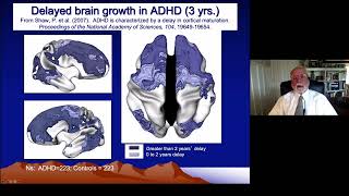 ADHD & Executive Functioning - Part 2 - Neuroanatomy of ADHD