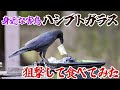 身近な害鳥ハシブトガラス、狙撃して食べてみた