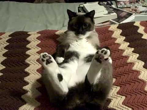 Gracie - The Snow Shoe Siamese cat - YouTube