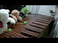 マリンバ3重奏「ぬいぐるみたちの天国と地獄」"Orpheus in the Underworld"Teddy bears Marimba trio