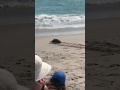 Sea Turtle Release in Jupiter, Florida | Local Conservation Event