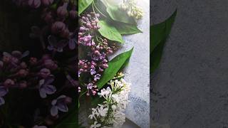 June | Morning Playlist | early summer BGM collection