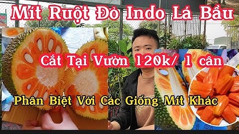 Giống Mít Ruột Đỏ Indo Lá Bầu - Phân Biệt Sự Khác Nhau Mít Ruột Đỏ Indo