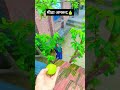 #viralvideo #villagelife #village #viralreels #shortsvideo #youtubeshorts #gao #song #fruit ..🍐🌿