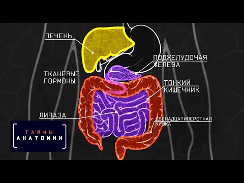 Video: Sizning Itingizning Ovqat Hazm Qilish Tizimi Haqida 7 Ta Qiziqarli Ma'lumotlar