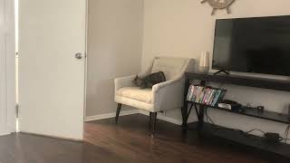 Is this cat trying to get away from a ghost? by SelenaTheTabby 139 views 1 month ago 11 seconds