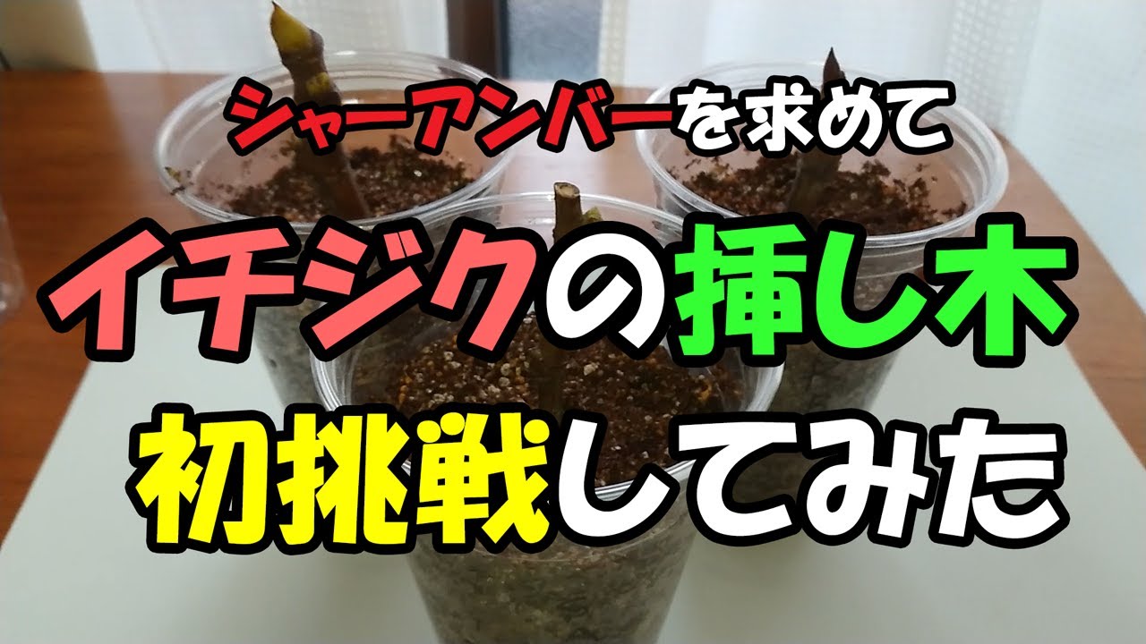イチジク苗LSUパープル＆シャーアンバー無農薬