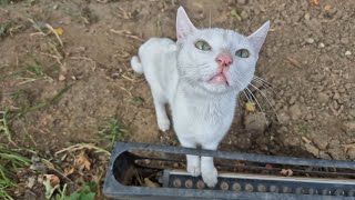 The Cutest young White cat I've ever seen.