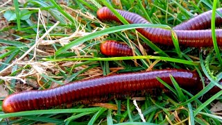 Hunting Big Red Millipedes 