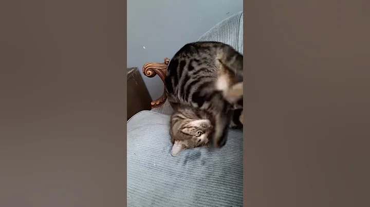 Lara loves her tail