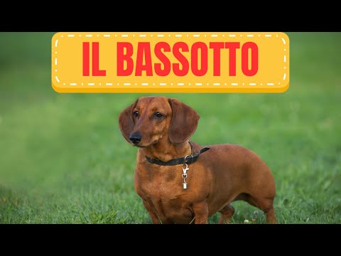 Il Bassotto: Esploriamo