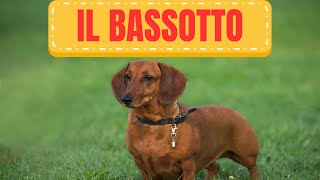 Il Bassotto: Esploriamo il Mondo Affascinante di questa Razza Unica! 🐾 by Funny Pets 100 views 5 months ago 6 minutes, 25 seconds