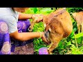 Goat Milking Video | Fresh Goat Milk Collection | Village Life Vlog 2025