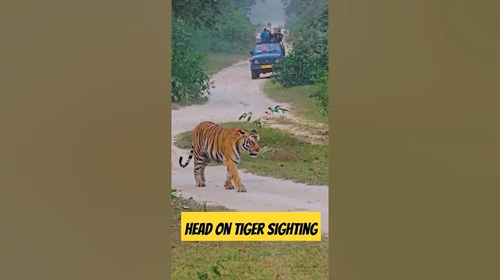 A very rare Tiger Sighting in Jim Corbett #shorts #tiger #trending #viral